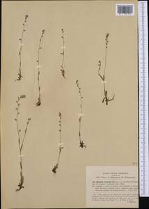 Myosotis discolor Pers., Western Europe (EUR) (Italy)