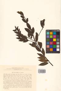 Ilex rugosa F.Schmidt, Siberia, Russian Far East (S6) (Russia)