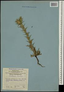 Carthamus lanatus L., Caucasus, Azerbaijan (K6) (Azerbaijan)