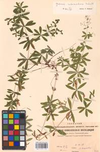 Galium intermedium Schult., Eastern Europe, Moscow region (E4a) (Russia)