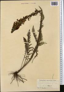Pedicularis dolichorhiza Schrenk, Middle Asia, Northern & Central Tian Shan (M4) (Kyrgyzstan)