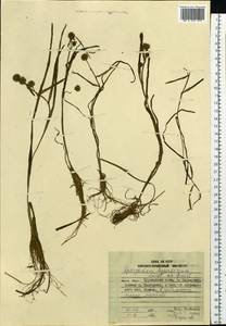 Sparganium hyperboreum Laest. ex Beurl., Siberia, Russian Far East (S6) (Russia)