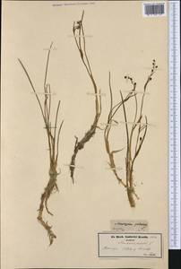 Scheuchzeria palustris L., Western Europe (EUR) (Germany)