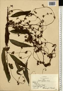 Cuscuta lupuliformis Krock., Eastern Europe, Moscow region (E4a) (Russia)
