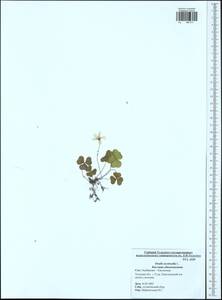 Oxalis acetosella L., Eastern Europe, Central region (E4) (Russia)