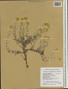 Helichrysum stoechas (L.) Moench, South Asia, South Asia (Asia outside ex-Soviet states and Mongolia) (ASIA) (Cyprus)