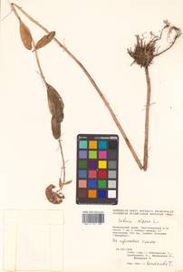 Phedimus aizoon (L.) 't Hart, Siberia, Russian Far East (S6) (Russia)