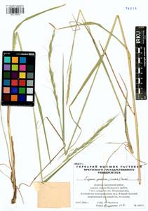 Elymus gmelinii (Trin.) Tzvelev, Siberia, Baikal & Transbaikal region (S4) (Russia)