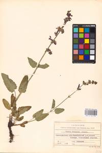 MHA 0 156 330, Salvia dumetorum Andrz. ex Besser, Eastern Europe, Lower Volga region (E9) (Russia)
