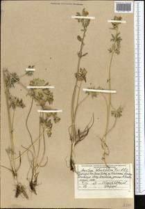 Aconitum rotundifolium Kar. & Kir., Middle Asia, Western Tian Shan & Karatau (M3) (Kazakhstan)