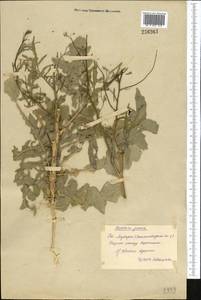 Brassica juncea (L.) Czern., Middle Asia, Syr-Darian deserts & Kyzylkum (M7) (Uzbekistan)