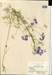 Delphinium consolida subsp. consolida, Eastern Europe, Central region (E4) (Russia)