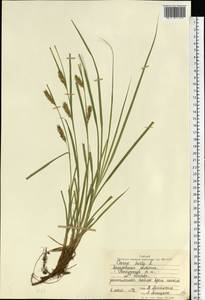 Carex hirta L., Eastern Europe, Central forest region (E5) (Russia)