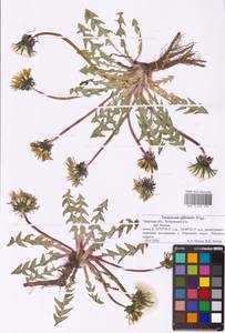 Taraxacum officinale Weber ex F. H. Wigg., Eastern Europe, North-Western region (E2) (Russia)
