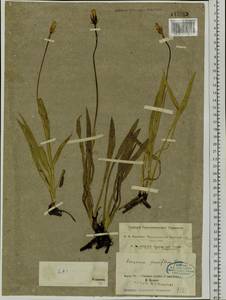 Scorzonera parviflora Jacq., Siberia, Western Siberia (S1) (Russia)