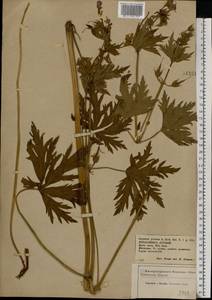 Geranium pratense L., Eastern Europe, Central forest-and-steppe region (E6) (Russia)