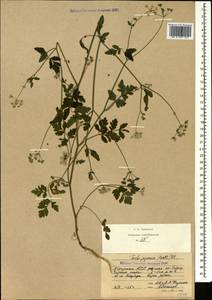 Torilis japonica (Houtt.) DC., Caucasus, Abkhazia (K4a) (Abkhazia)