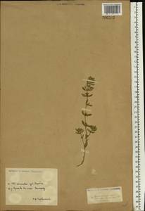 Clinopodium acinos (L.) Kuntze, Eastern Europe, Moscow region (E4a) (Russia)