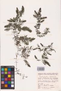 Ceratophyllum demersum L., Eastern Europe, Lower Volga region (E9) (Russia)