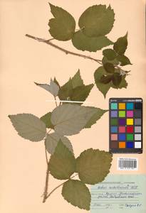 Rubus idaeus subsp. melanolasius Focke, Siberia, Russian Far East (S6) (Russia)