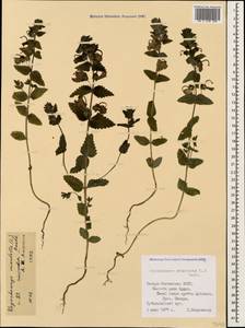 Rhynchocorys orientalis (L.) Benth., Caucasus, North Ossetia, Ingushetia & Chechnya (K1c) (Russia)