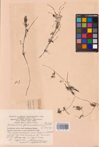 Ranunculus circinatus Sibth., Eastern Europe, Eastern region (E10) (Russia)