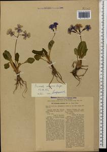 Primula amoena subsp. meyeri (Rupr.) Valentine & Lamond, Caucasus, Stavropol Krai, Karachay-Cherkessia & Kabardino-Balkaria (K1b) (Russia)