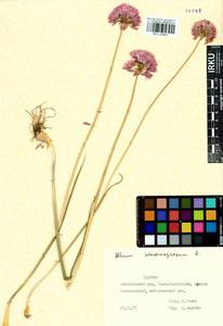 Allium schoenoprasum L., Siberia, Baikal & Transbaikal region (S4) (Russia)