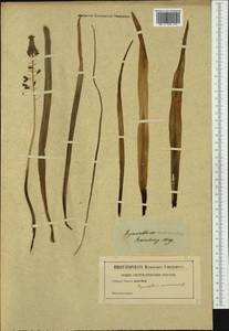 Muscari racemosum Mill., Western Europe (EUR) (Not classified)
