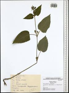 Stachys sylvatica L., Eastern Europe, Central region (E4) (Russia)