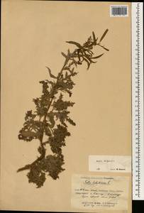 Salix babylonica L., South Asia, South Asia (Asia outside ex-Soviet states and Mongolia) (ASIA) (China)
