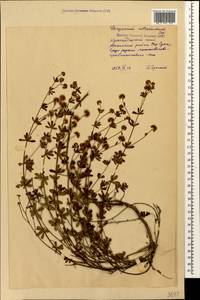 Lotus herbaceus (Vill.) Jauzein, Caucasus, Krasnodar Krai & Adygea (K1a) (Russia)