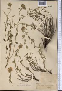 Ziziphora clinopodioides Lam., Middle Asia, Northern & Central Kazakhstan (M10) (Kazakhstan)