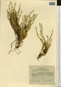 Spinulum annotinum subsp. alpestre (Hartm.) Uotila, Siberia, Chukotka & Kamchatka (S7) (Russia)