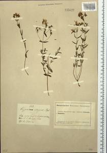 Hypericum elegans Steph. ex Willd., Siberia, Altai & Sayany Mountains (S2) (Russia)