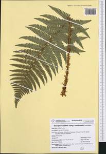 Dryopteris cambrensis (Fraser-Jenk.) Beitel & W. R. Buck, Western Europe (EUR) (Italy)
