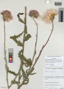 Carduus nutans subsp. leiophyllus (Petrovic) Arènes, Siberia, Altai & Sayany Mountains (S2) (Russia)