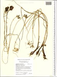 Allium paniculatum L., Crimea (KRYM) (Russia)