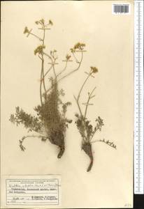 Winklera silaifolia (Hook.f. & Thomson) Korsh., Middle Asia, Pamir & Pamiro-Alai (M2) (Tajikistan)