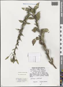 Oenothera × rubricaulis Kleb., Eastern Europe, Moscow region (E4a) (Russia)