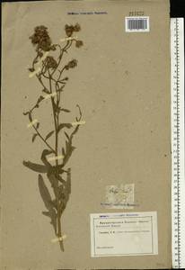 Cirsium arvense (L.) Scop., Eastern Europe, Eastern region (E10) (Russia)