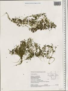 Lemna gibba L., Eastern Europe, Central region (E4) (Russia)