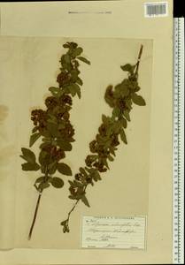 Spiraea chamaedryfolia L., Eastern Europe, Moscow region (E4a) (Russia)