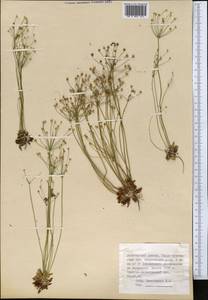 Androsace septentrionalis L., Middle Asia, Dzungarian Alatau & Tarbagatai (M5) (Kazakhstan)