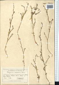 Polygonum acerosum Ledeb. ex Meisn., Middle Asia, Muyunkumy, Balkhash & Betpak-Dala (M9) (Kazakhstan)