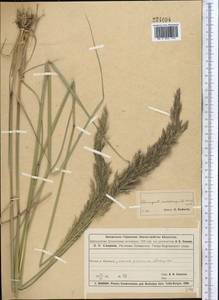 Calamagrostis pseudophragmites (Haller f.) Koeler, Middle Asia, Muyunkumy, Balkhash & Betpak-Dala (M9) (Kazakhstan)