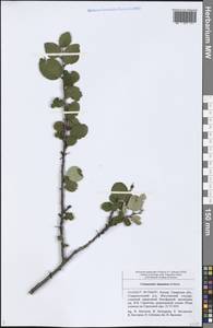 Cotoneaster alaunicus Golitsin, Eastern Europe, Middle Volga region (E8) (Russia)