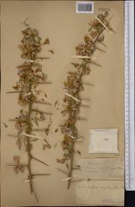 Caragana halodendron (Pall.) Dum.Cours., Middle Asia, Syr-Darian deserts & Kyzylkum (M7) (Kazakhstan)