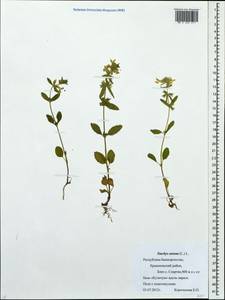 Stachys annua (L.) L., Eastern Europe, Eastern region (E10) (Russia)