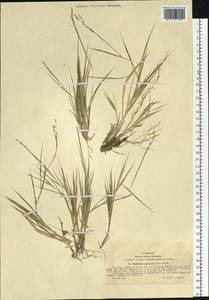Cleistogenes squarrosa (Trin.) Keng, Siberia, Western (Kazakhstan) Altai Mountains (S2a) (Kazakhstan)